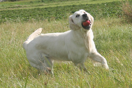 Pepper