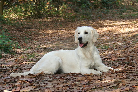 Pepper